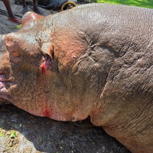 Hippo Hunt Tanzania