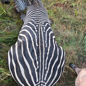 Zebra Hunt Tanzania