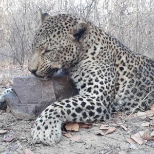 Leopard Hunt Zimbabwe