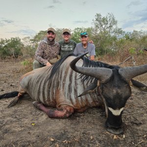 Nyasa Wildebeest Hunt Tanzania