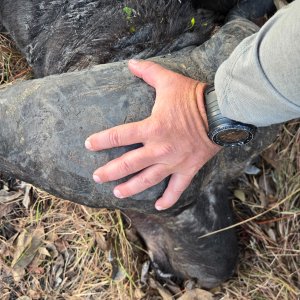 Buffalo Hunt Tanzania