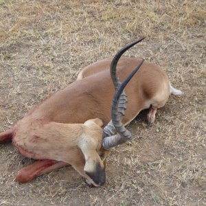 Impala Hunt South Africa