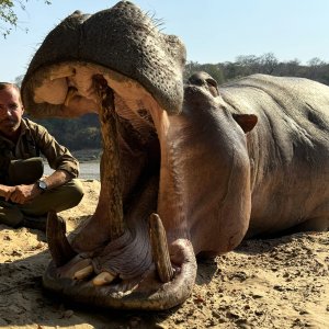 Hippo Hunt Zambia