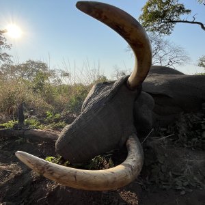 Elephant Luangwa valley 2024