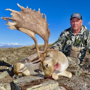 Fallow Buck New Zealand