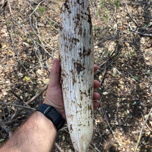 Partial Elephant Tusk