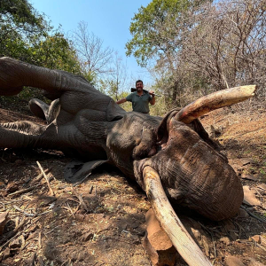 Elephant Hunt Zimbabwe