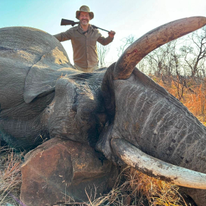 Media 'Elephant Hunt Zimbabwe' in category 'Hunting Africa'