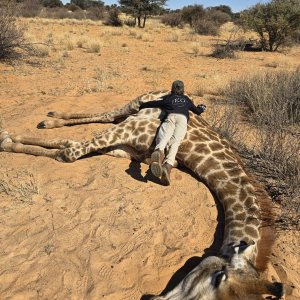 Giraffe Hunt Kalahari South Africa