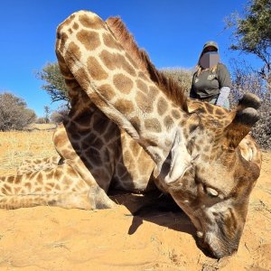 Giraffe Hunt Kalahari South Africa