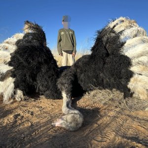 Ostrich Hunt Kalahari South Africa