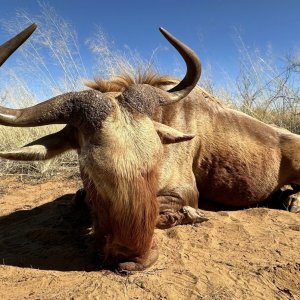 Golden Wildebeest Hunt Kalahari South Africa