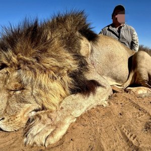 Lion Hunt Kalahari South Africa