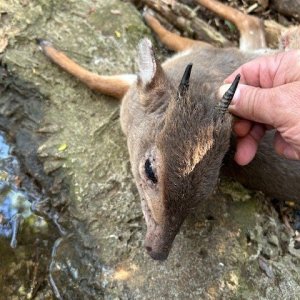 Blue Duiker Hunt