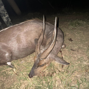 Bushbuck Hunt Eastern Cape South Africa