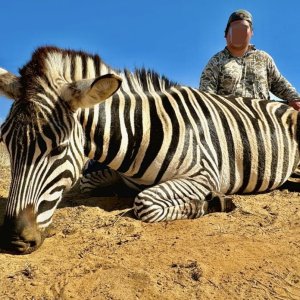 Zebra Hunt South Africa