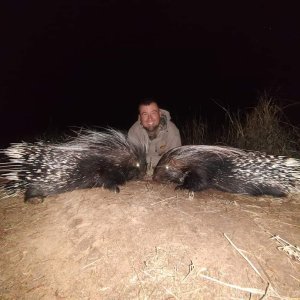 Porcupine Hunt South Africa