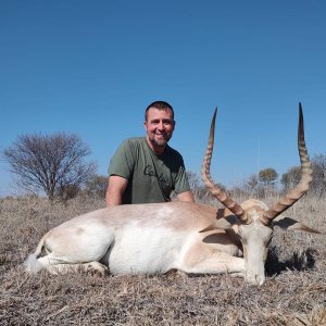 White Impala Hunt South Africa