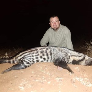 Civet Cat Hunt South Africa