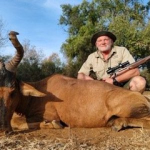 Red Hartebeest Hunt South Africa