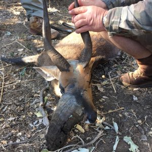 Unusual Bushbuck Hunt Botswana