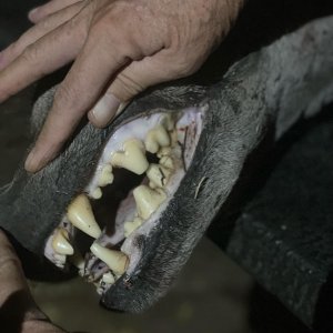 Hyena Teeth