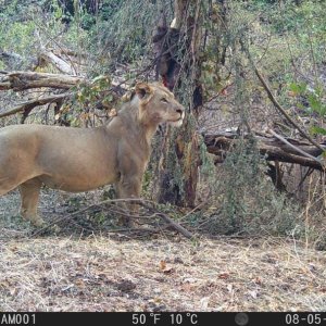 Lioness Trail Camera Zambia