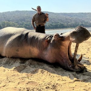 Hippo Hunt Zambia