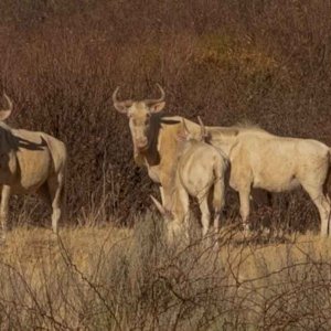 White Wildebeest North West Province South Africa