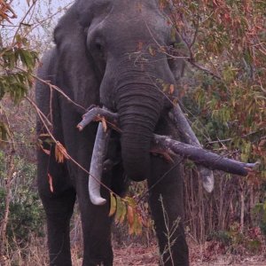 Elephant Mana Pools National Park Zimbabwe