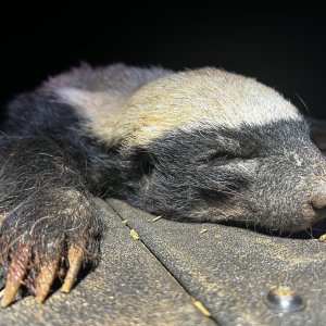 Honey Badger Hunting South Africa