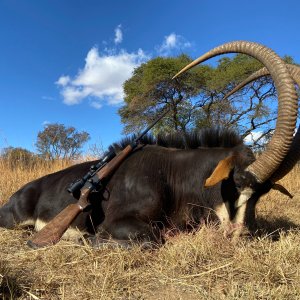 Media '48.5 Sable Hunt Zimbabwe' in category 'Hunting Africa'