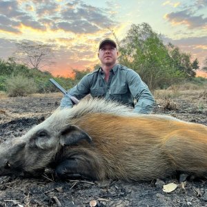 Bushpig Hunt Mozambique