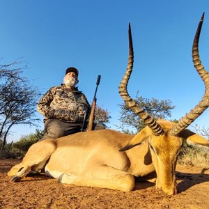 Impala Hunt South Africa