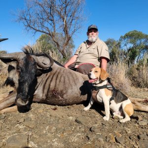 Blue Wildebeest Hunt South Africa