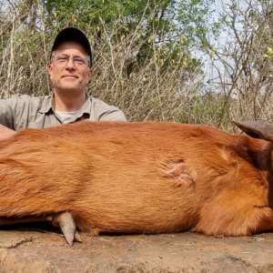 Red Duiker Hunt