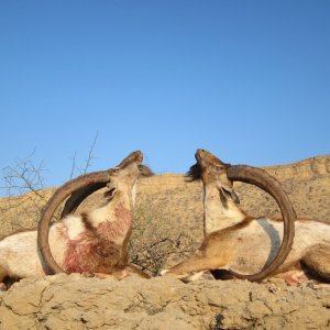 Ibex Hunt Dureji Pakistan