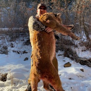 Mountain Lion Hunt