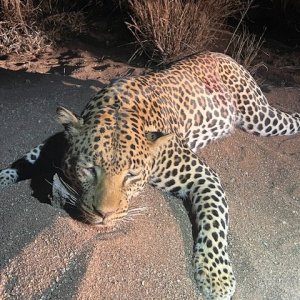 Leopard Hunt Zimbabwe