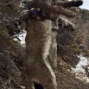 Mountain Lion Hunt Utah