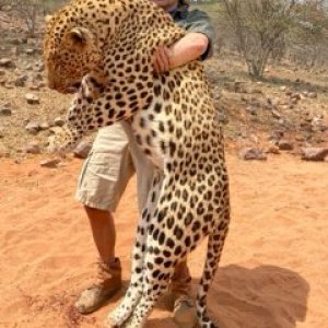 Leopard Hunt Namibia