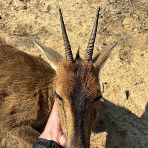 Duiker Hunt Eastern Cape South Africa