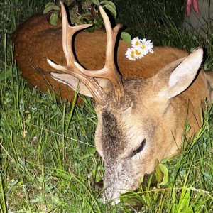 Roe Deer Hunt Romania