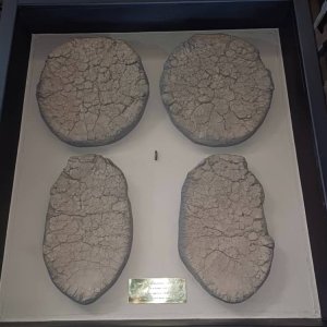 Elephant Soles Display Taxidermy