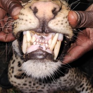 Leopard Teeth Zambia