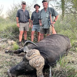 Buffalo Hunt Klaserie Reserve South Africa