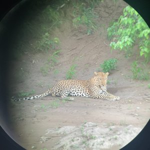 Leopard Scope View