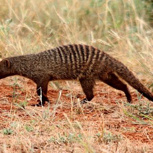 Banded Mongoose South Africa