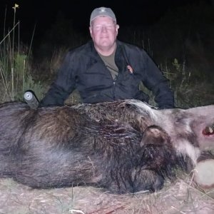 Bushpig Hunt