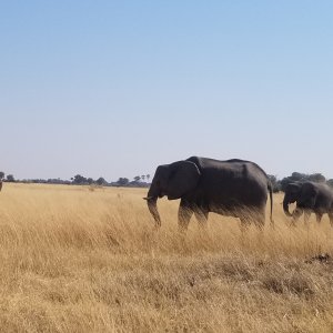 Elephant Botswana